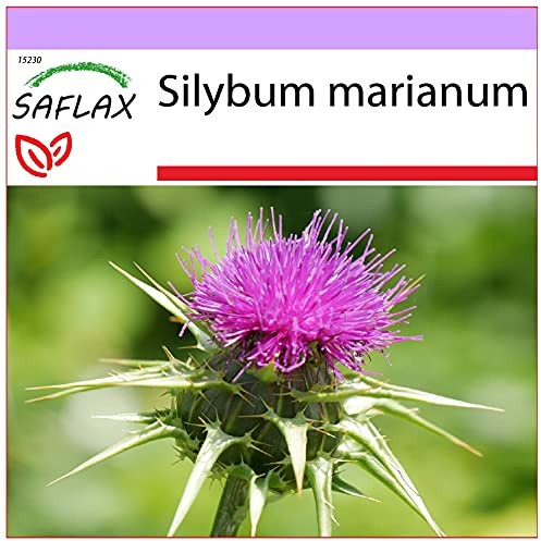 SAFLAX - Heilpflanzen - Mariendistel - 75 Samen - Silybum marianum