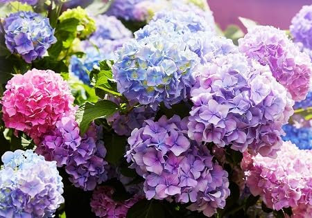 Hydrangea Flower Seeds 100pcs Mixed