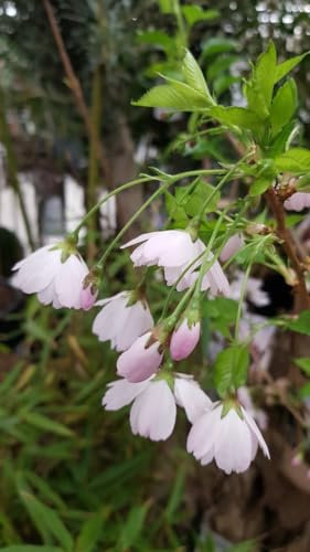 Prunus incisa 'Midori-Zakura' / Cerisier à fleurs du Japon nain/Godet/Arbuste d'ornement
