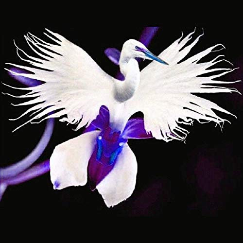 Portal Cool 50 Stücke Japanische Radiata Weiße Taube Reiher Orchidee Samen Schöne Vogelform Blume