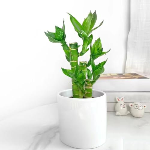 50 pcs glücksbambus kaufen samen kübelpflanzen winterhart mehrjährig Dracaena sanderiana, hochbeet für balkon gärtnern spezielle samen topfpflanzen draußen winterhart wanddeko pflanzen