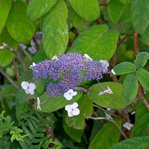Samthortensie 60-80cm - Hydrangea sargentiana