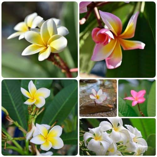 60 pcs samen frangipani pflanze kaufen, ausgefallene geschenke bienen wiese - Plumeria rubra blumensamen geschenk pflanzensamen wiesensaatgut bonsai samen luftreinigende zimmerpflanzen