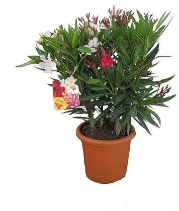 Pianta Oleandro, Nerium Oleander, Piante a cespuglio, Piante da siepe per esterno diametro vaso 18 cm fiori colori casualii (Bianco)