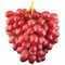 Tafeltraube Weintrauben Kernlos Winterhartes,Weinreben Winterhart,Lebende Pflanzen,Weinreben,Tafel-Trauben,Trauben Kernlos Pflanzen Winterhart Traubenwurzel Pflanze,-2 Weinreben pflanzen-A
