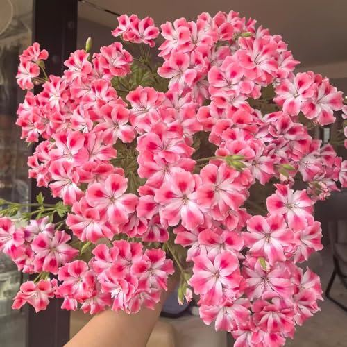 semi di geranio appesi - balcone rialzato fiori da giardino piante perenni resistenti bonsai gerani resistenti erbe aromatiche piante resistenti per il giardino piante 40pcs