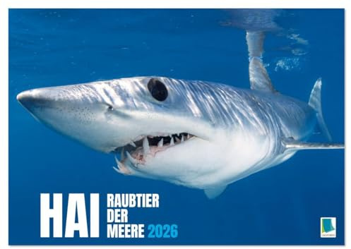 Hai: Raubtier der Meere (Wandkalender 2026 DIN A3 quer), CALVENDO Monatskalender: Haie: Der Fluch des Films Der weiße Hai (CALVENDO Tiere)