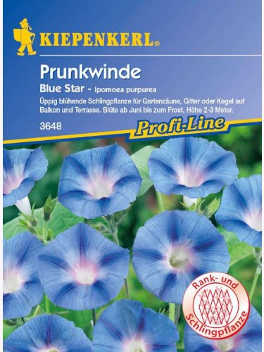 Ipomoea purpurea Prunkwinde Blue Star hellblau gesternt