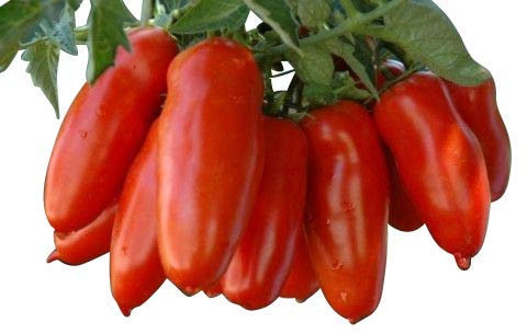 Tomate San Marzano 10 Samen