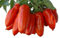 Flaschentomate 'San Marzano' 10 Samen
