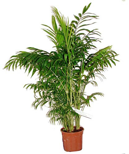 Chamaedorea Elegans Palmera Grande 85cm Planta Natural