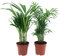 Happy Plants Ensemble de Plantes d'intérieur 2 pièces Herbe Lys Areca Palmier respectueux des Animaux