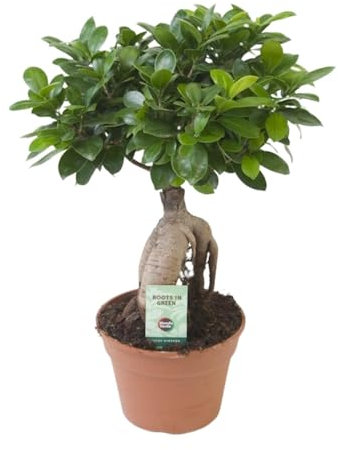Ficus Ginseng - 30-40cm - Ø17cm - Pianta d'appartamento - Sempreverde