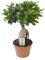 Ficus Ginseng - 30-40cm - Ø17cm - Pianta d'appartamento - Sempreverde
