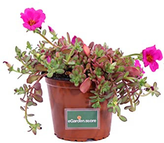 Pianta di Portulaca pianta da esterno pianta da fiore pianta succulenta pianta di Portulaca ornamentale pianta vera venduta da eGarden.store (Portulaca Umbraticola Fucsia)