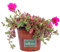 Pianta di Portulaca pianta da esterno pianta da fiore pianta succulenta pianta di Portulaca ornamentale pianta vera venduta da eGarden.store (Portulaca Umbraticola Fucsia)