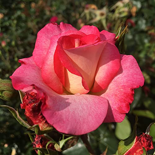 Moon Dancer - 5.5lt Potted Climbing Garden Rose Bush - Exclusive Introduction, Highly Unusual Cream and Carmine Pink Edged Blooms, Strong & Very Healthy Growth - Repeat Flowers