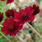 Cosmos 'Chocolate'. Plug Plant x 4. Dahlia Like, Velvet red Bedding Flowers. Fragrant Cosmos Flowers. Available from Bedwen Plants