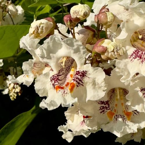 20 pcs Catalpa Samen - Trompetenbaum, immergrüne pflanzen winterhart bonsaibaum Catalpa Bignonioides - winterharte stauden dauerblüher, stauden grünpflanzen, gartendeko für draußen
