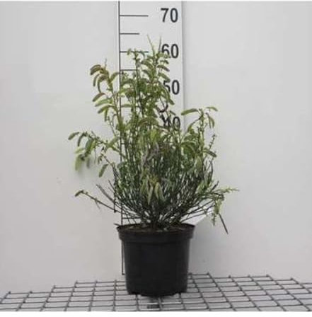 Cytisus (s) 'Golden Sunlight' - Gelber Ginster 40-60 cm Container