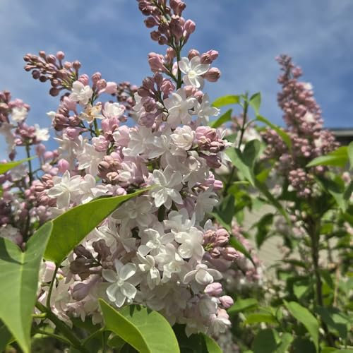 flieder pflanzen winterhart samen - blumensamen seeds fliederbaum garten blumen alte sorten bodendecker 50pcs