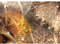 Runa Art Fototapete Pusteblumen Modern Vlies Wohnzimmer Schlafzimmer - Made in Germany - 308 x 220 cm Gelb 9483010a