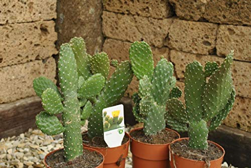 Opuntia Consolea,große,stark verzweigte Pflanze,14er Topf,ca. 40cm Höhe