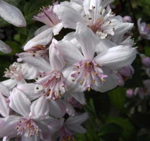 Rosendeutzie Mont Rose - Deutzia hybrida Mont Rose - reichblühend - 60-100cm