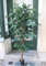 Licht & Grün exclusive Kunstpflanzen Künstliche Pflanze Nitida Ficus 1,80m Kunstbaum