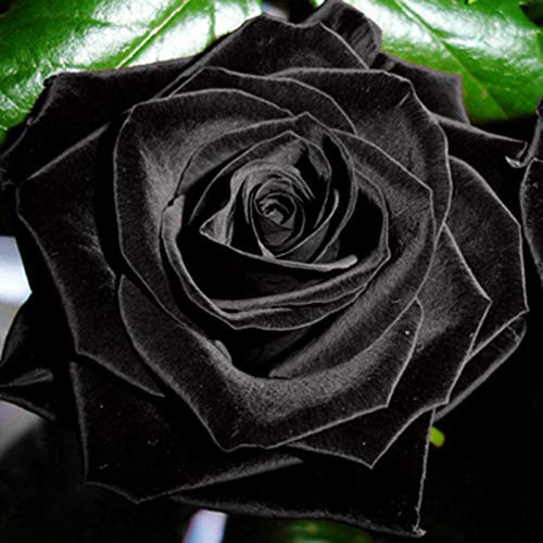 TOYHEART Semi Di Fiori Premium Da 100 Pezzi, Semi Di Rosa Semi Di Rosa Nera Leggeri Accattivanti Rustici Per Balcone Nero