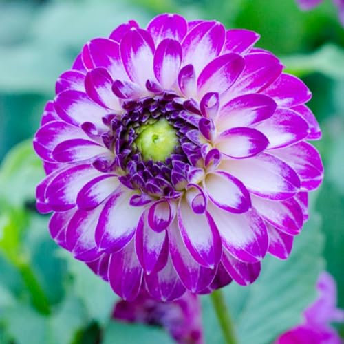 Dahlienzwiebeln Dahlien knollen großblumig winterhart Dahlien knollen winterhart rot Dahlien knollen winterhart