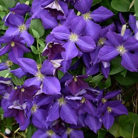 Clematis-Blumensamen 100 Stück Violett