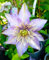 Waldrebe Clematis Hybride Multi Blue 60-100 cm Kletterpflanze blau winterhart