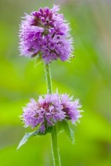 Just Seed - British Wild Flower - Water Mint - Mentha aquatica - 400 Seed