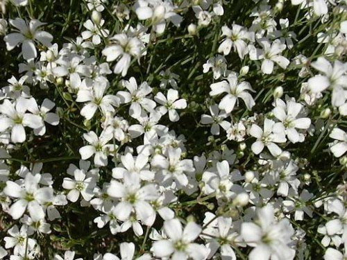 Teppich-Schleierkraut Gypsophila repens 200 Samen