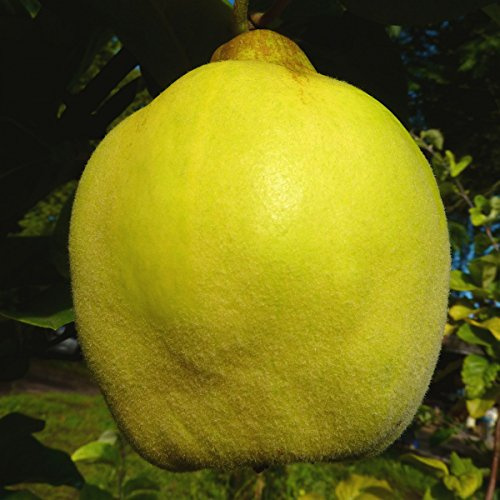 1a-plant Tafelquitte Ayva ® süße Shirin Quitte Quittenbaum Buschbaum 60-80 cm Quitte A