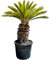 Tropictrees - Cycas Revoluta - Plante à feuillage persistant - Fougère palmiste - Fougère sagou - Plantes d'intérieur - Fougère palmiste japonaise - hauteur 140cm - hauteur tronc 35/50cm