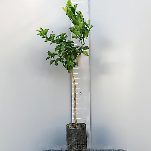 SAVINI VIVAI Yuzu-Zitruspflanze in Phytozelle, Höhe 100–120 cm, 1 Jahr veredelt, hergestellt in Italien