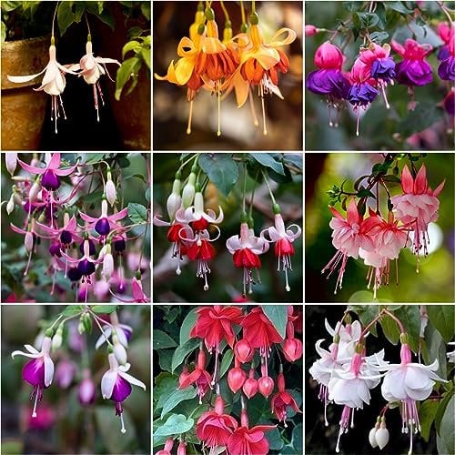 100 pcs fuchsien pflanzen kaufen samen - balkonpflanzen winterhart sommerblumen samen Fuchsiensamen plants praktische geschenke balkon pflanzen winterfest bio saatgut