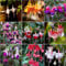 100 pcs fuchsien pflanzen kaufen samen - balkonpflanzen winterhart sommerblumen samen Fuchsiensamen plants praktische geschenke balkon pflanzen winterfest bio saatgut