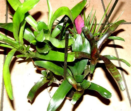 Mühlan Wasserpflanzen Bromelienmix 9 Bromelien mindestens 4 Verschiedene Sorten für Terrarien und Paludarien