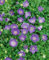 Campanula carp.'Blaue Clips' ca. 9x9 cm Topf - Glockenblume, blaue Blüten, Blütezeit Juni-August, ideal für Steingärten, pflegeleicht und winterhart
