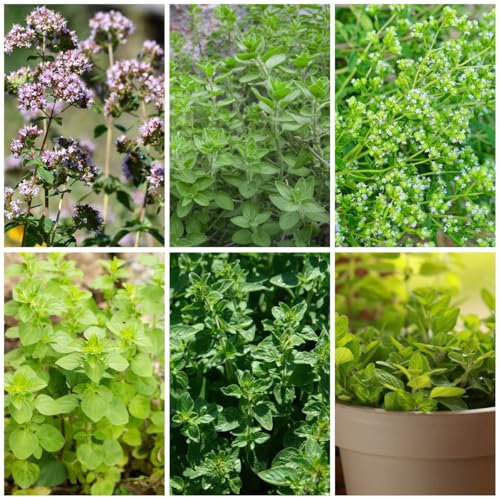 300 Pc Semillas De Orégano Variedades Antiguas - Verduras De Balcón, Jardín De Hierbas Interior Semillas De Orégano Silvestre Orgánico, Hierbas Silvestres Semillas Hierbas Jardín De