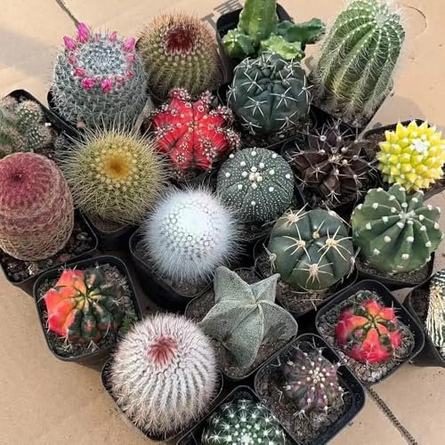 semi rari di cactus, piante esotiche resistenti, piante in vaso resistenti semi di piante di cactus Piante in vaso, piante perenni resistenti per il pieno sole aiuole rialzate per 550pcs