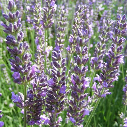 Lavender ‘Heavenly Scent’ – Aromatic Lavandin Plant | Vigorous, Evergreen Lavender | Bee-Friendly Garden Herb | Hardy, Drought-Tolerant Perennial 3 Litre Pot x2 by Thompson & Morgan