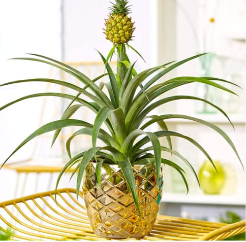 Pineapple Plant- Bromeliad- Fun Indoor Plant. Approx. 38cm High.