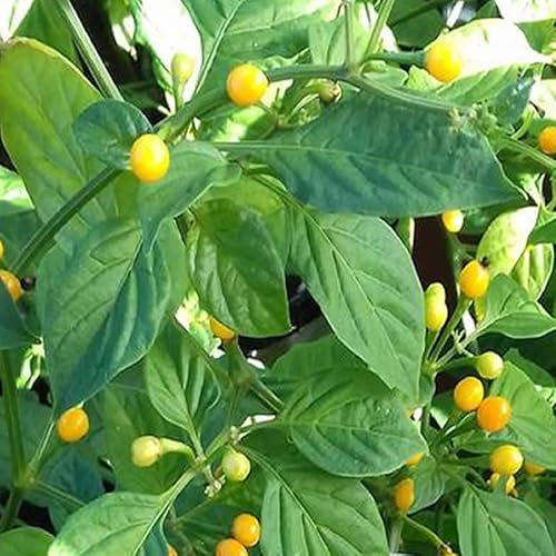 Aji Charapita, 10 Samen, Capsicum frutescens, (129)