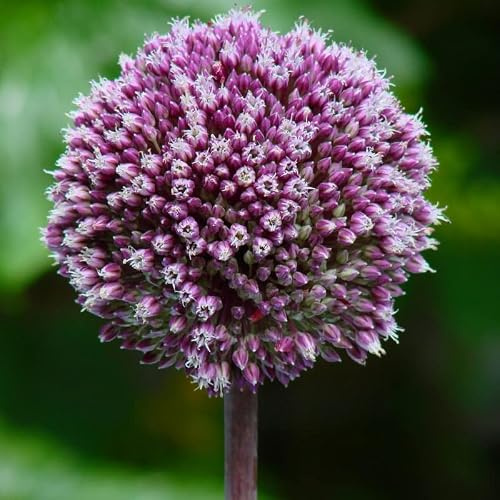Allium Summer Drummer | 3 Stück | Blumenzwiebel | Schnittblume | Lila | 100% Blütegarantie | QFB Gardening | Zierlauch Zwiebel | Bienenblume