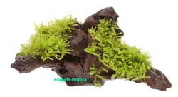 Wurzel mit Christmas-Moos / Vesicularia dubyana 'Christmas'
