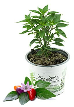 Chili Bolivian Rainbow, Chili Pflanze aus Nachhaltigem Anbau!